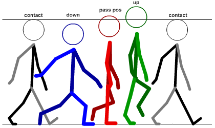Image:Walking Cycle.png